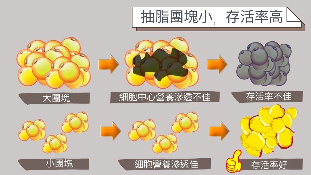 自體脂肪取脂團塊、小團塊存活率較高