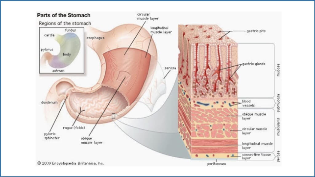 縮胃減重、胃內肉毒、內視鏡減重、麗波永康國際診所胃肉毒