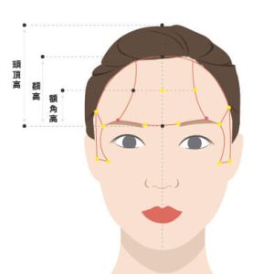前額美學分析示意圖，額頭高度特徵解析