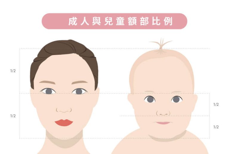 成人與兒童的額頭占比分析示意圖，了解額部成長變化