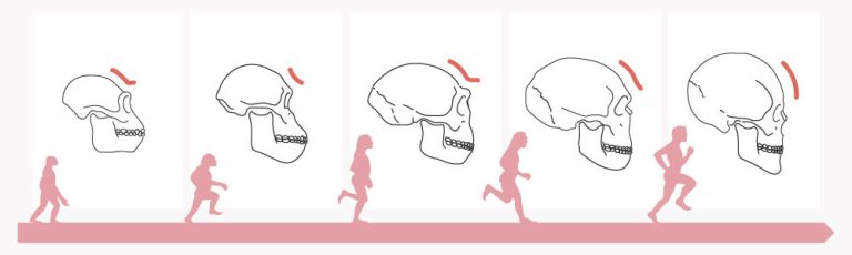 從人類的演化瞭解額頭的形狀變化，前額美學的關鍵在於飽滿了額頭區線