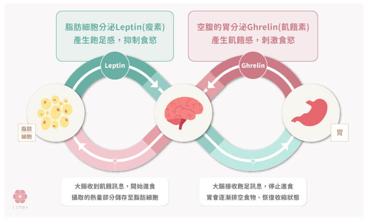 飢餓感與飽足感的平衡機制說明，透過空腹的胃產生Ghrelin（飢餓素）、脂肪細胞補充能量後產生Leptin（瘦素）來維持正常的進食